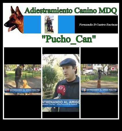 adiestramiento canino pucho can4